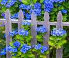Oregon-Cannon Beach-Northwest Hydrangea bloom Picket fence Art Print